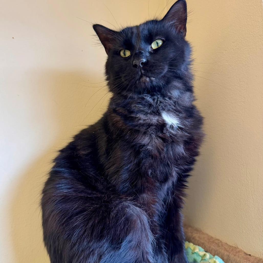 Enlarge Chocolata, a Adoptable Domestic Long Hair in Naperville, IL image 2/6