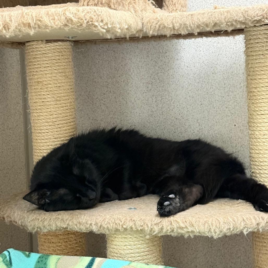 Enlarge Chocolata, a Adoptable Domestic Long Hair in Naperville, IL image 4/6