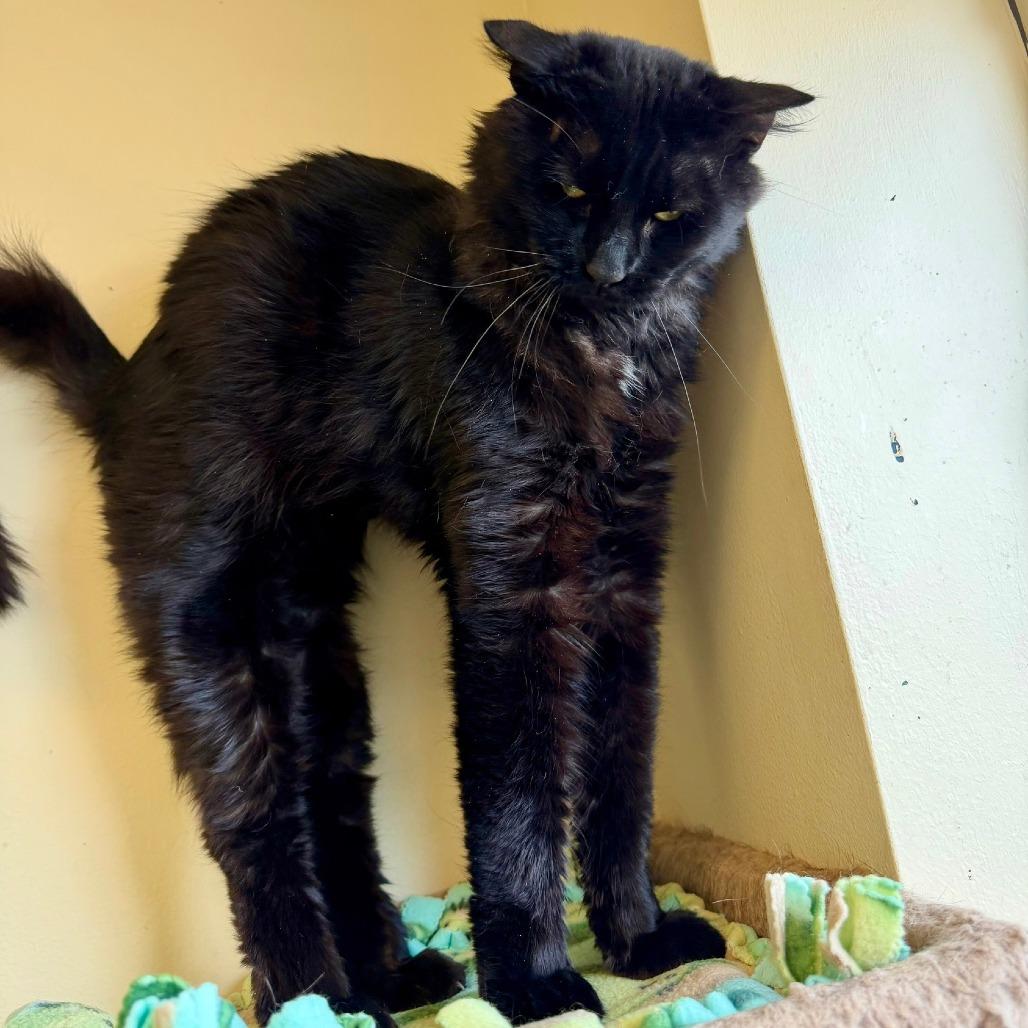 Enlarge Chocolata, a Adoptable Domestic Long Hair in Naperville, IL image 5/6