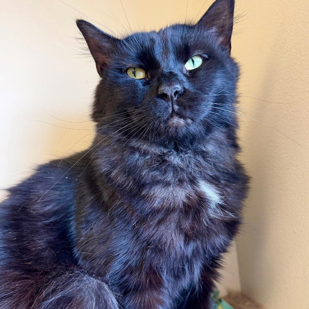 Enlarge Chocolata, a Adoptable Domestic Long Hair in Naperville, IL image 6/6