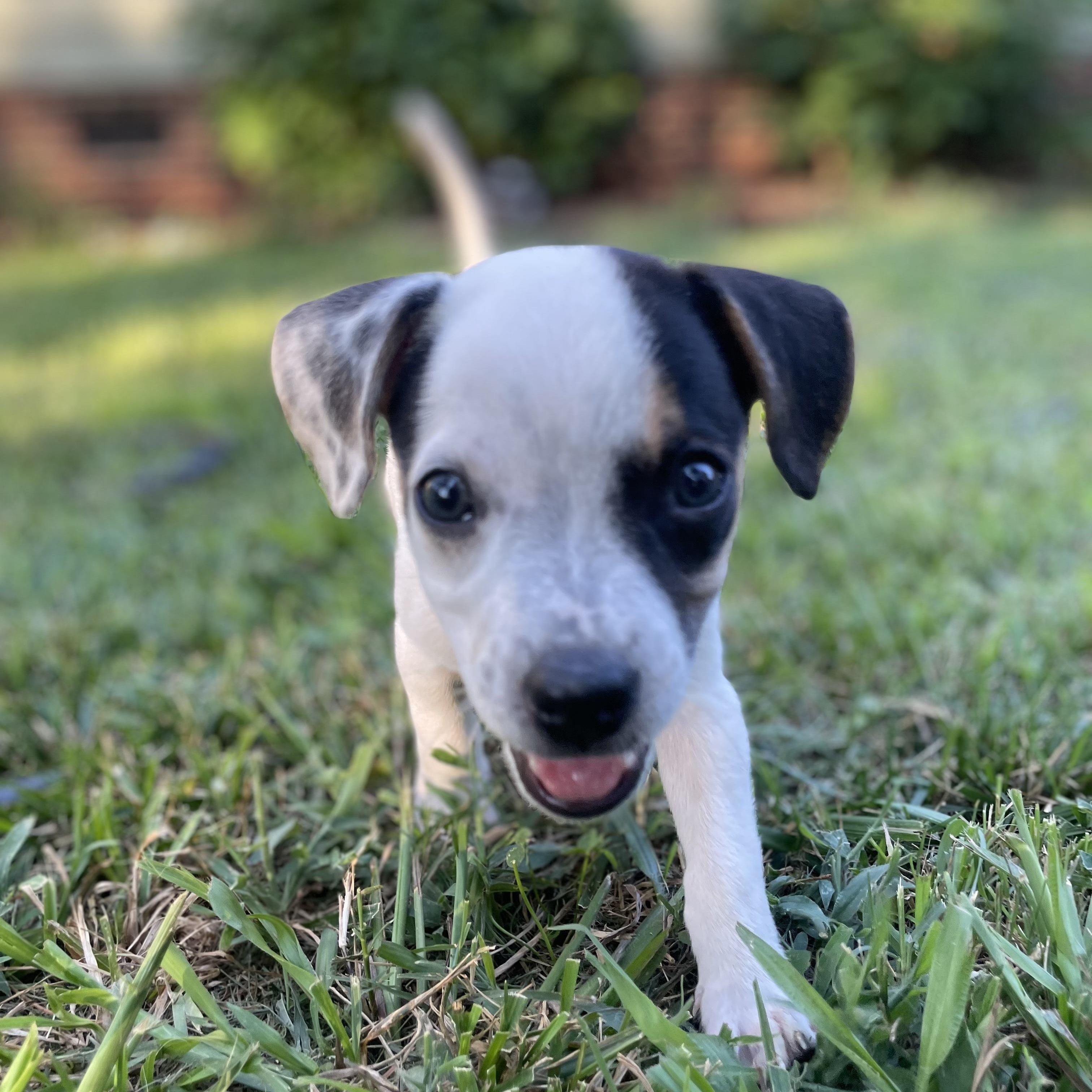 Kimchi, an adopted mixed breed in Rock Hill, SC image 3/5