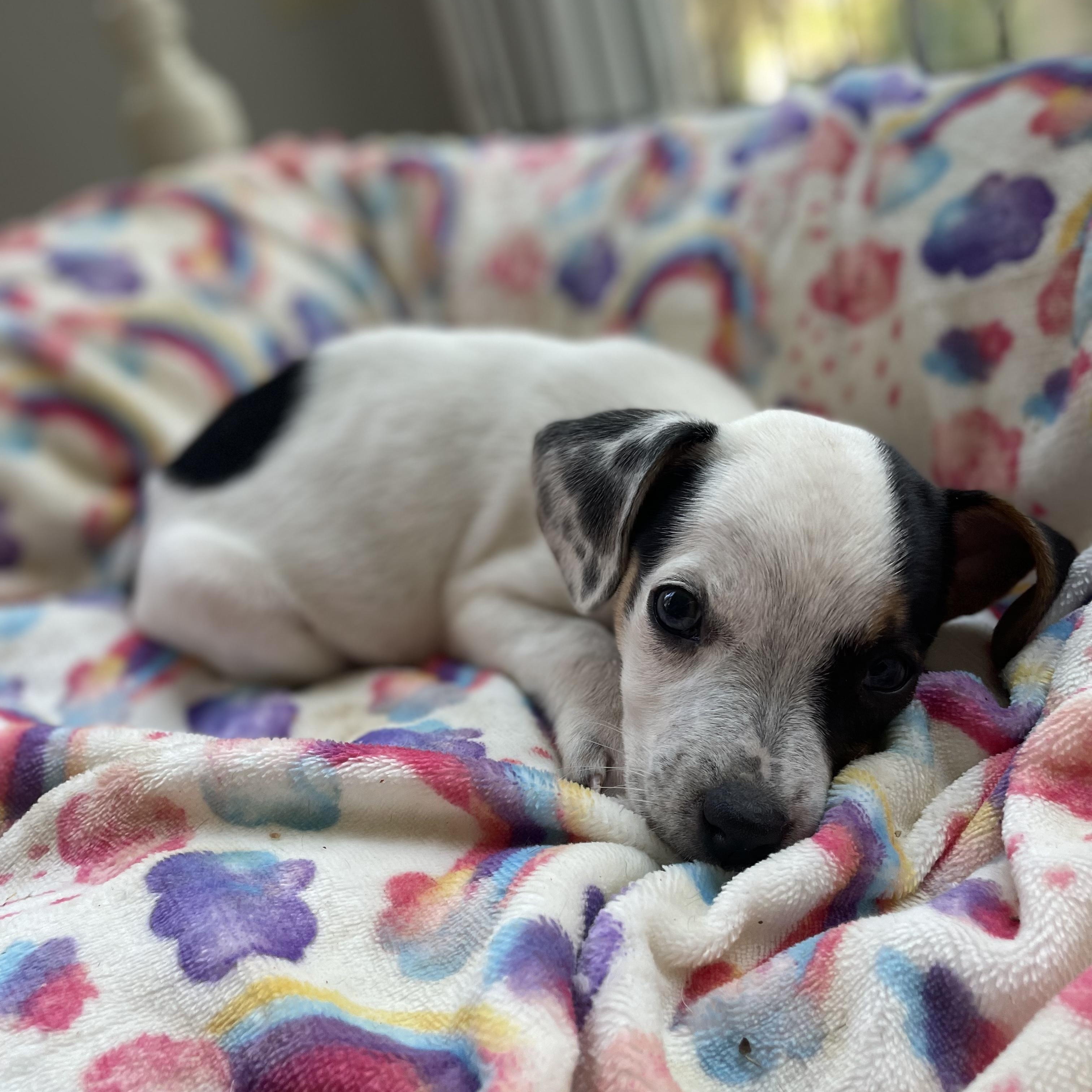 Kimchi, an adopted mixed breed in Rock Hill, SC image 4/5