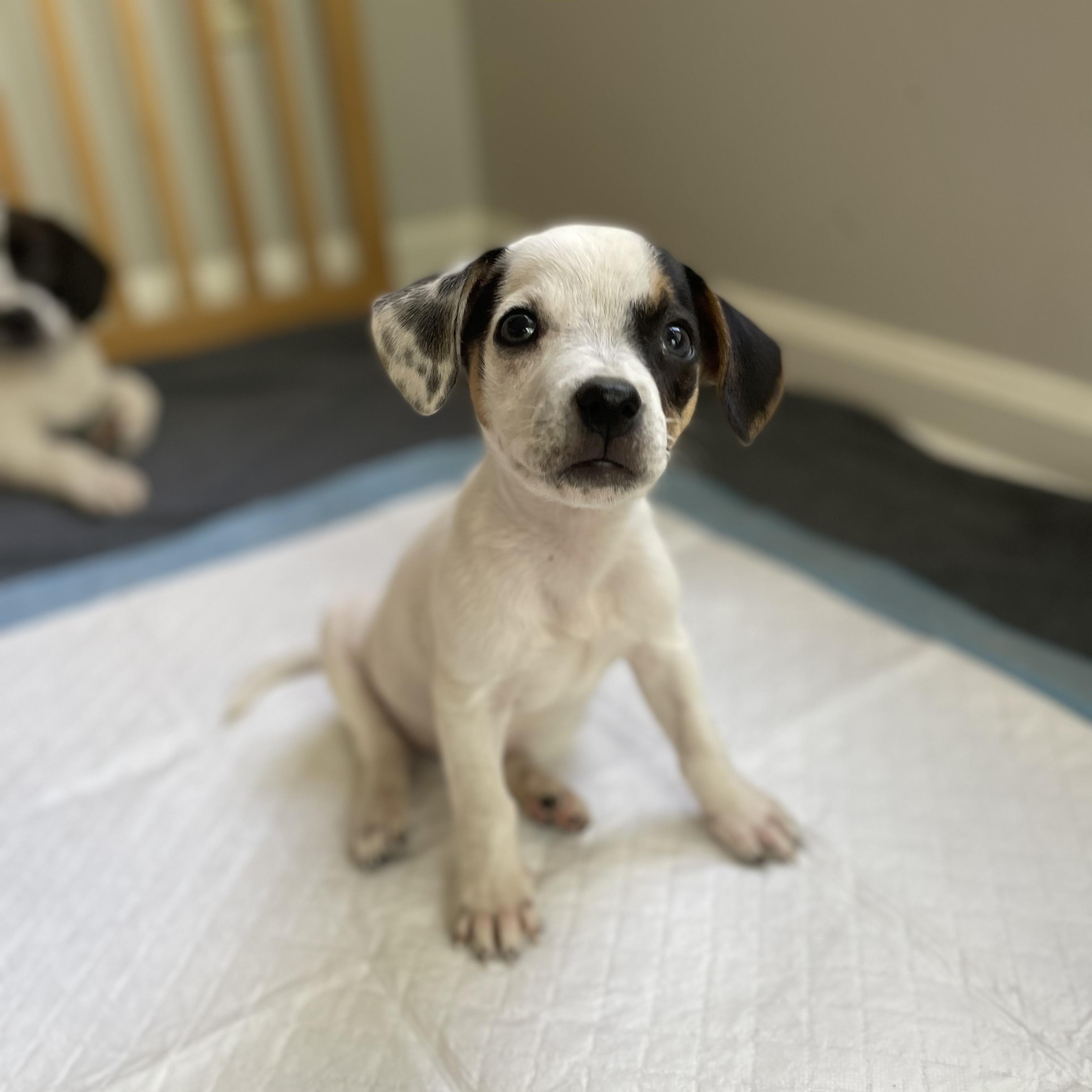 Kimchi, adopted, Puppy Female Beagle & Mixed Breed.