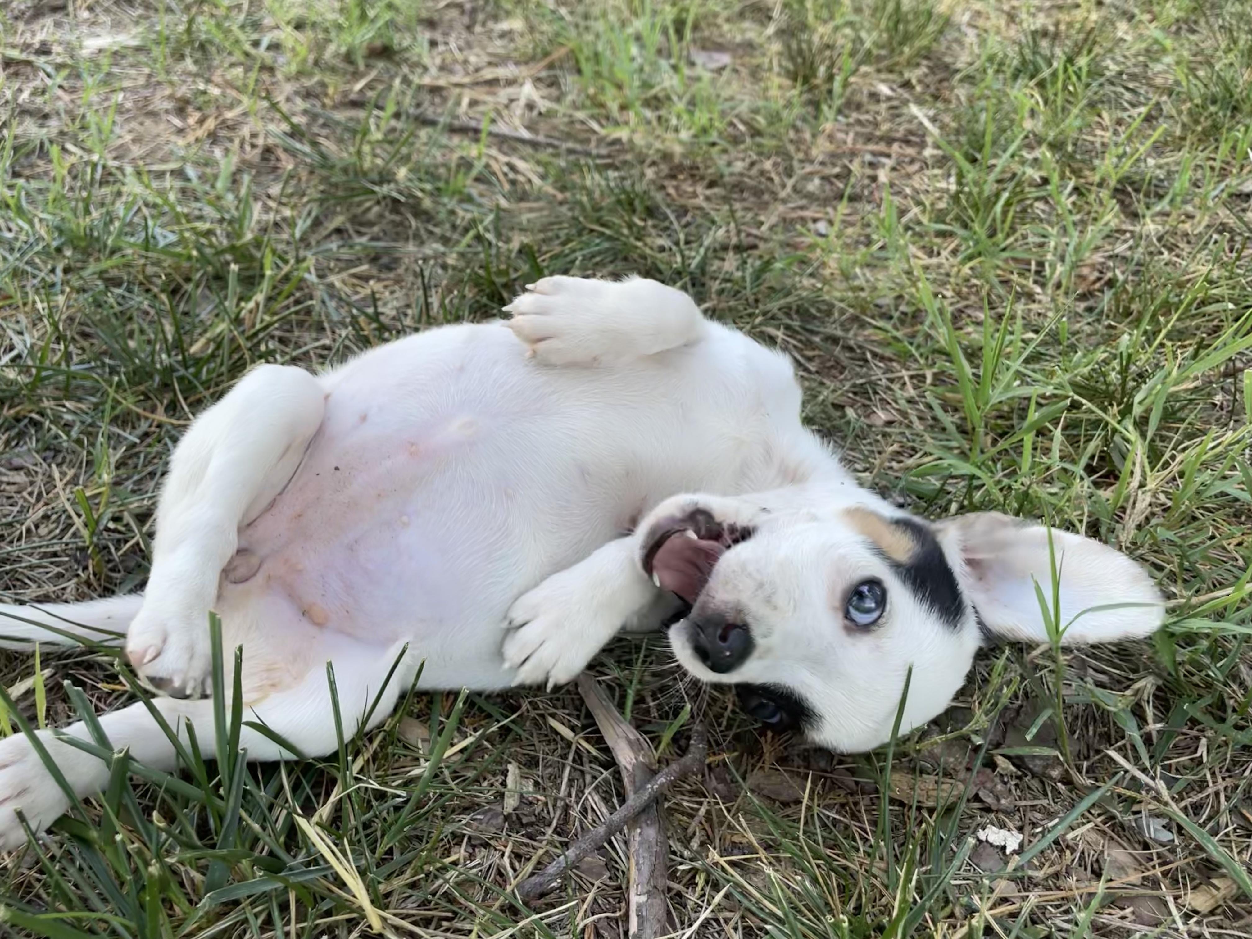 Kimchi, an adopted mixed breed in Rock Hill, SC image 2/5