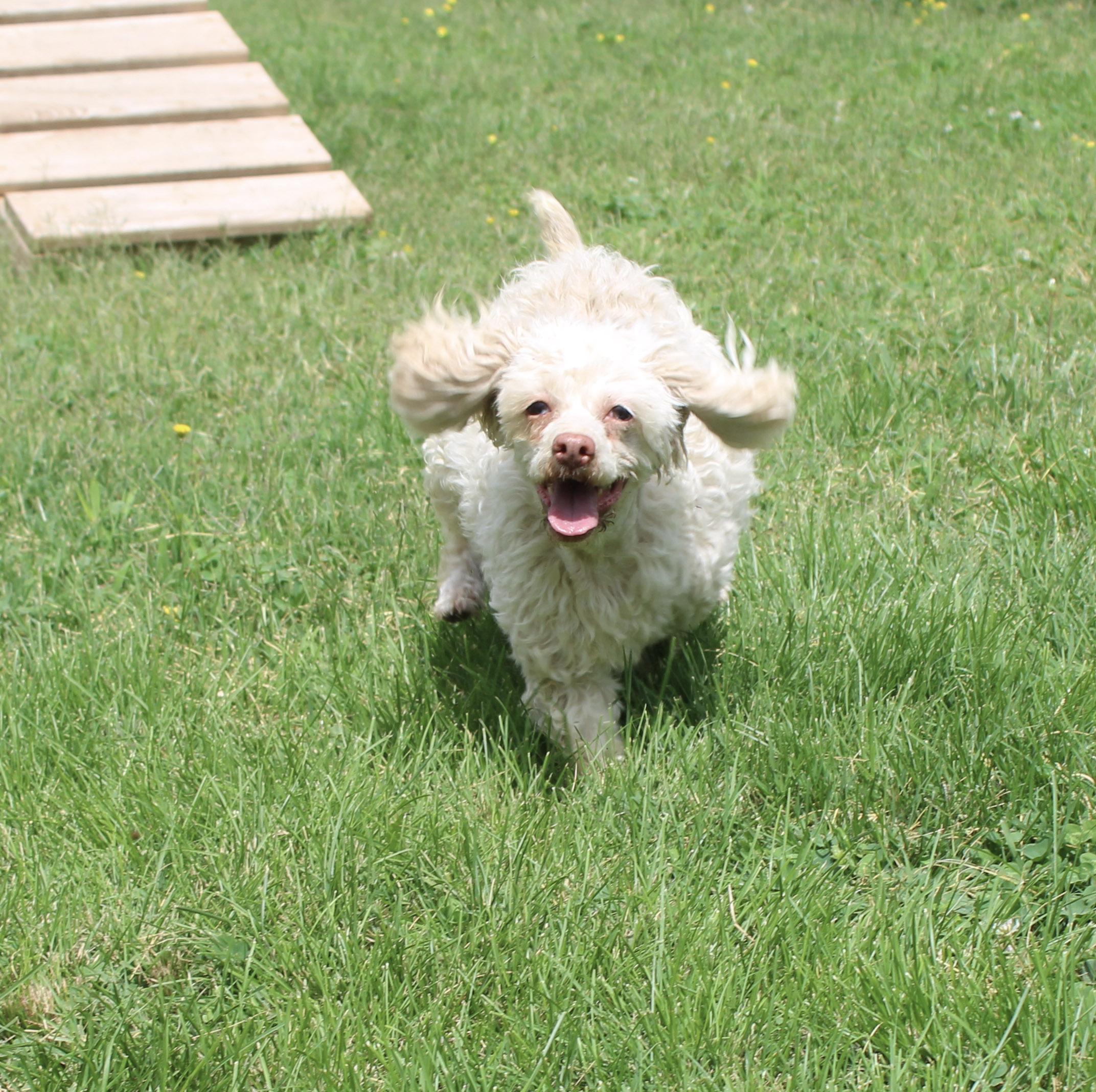 Riley, a ADOPTABLE Miniature Poodle in Neosho, MO image 2/2