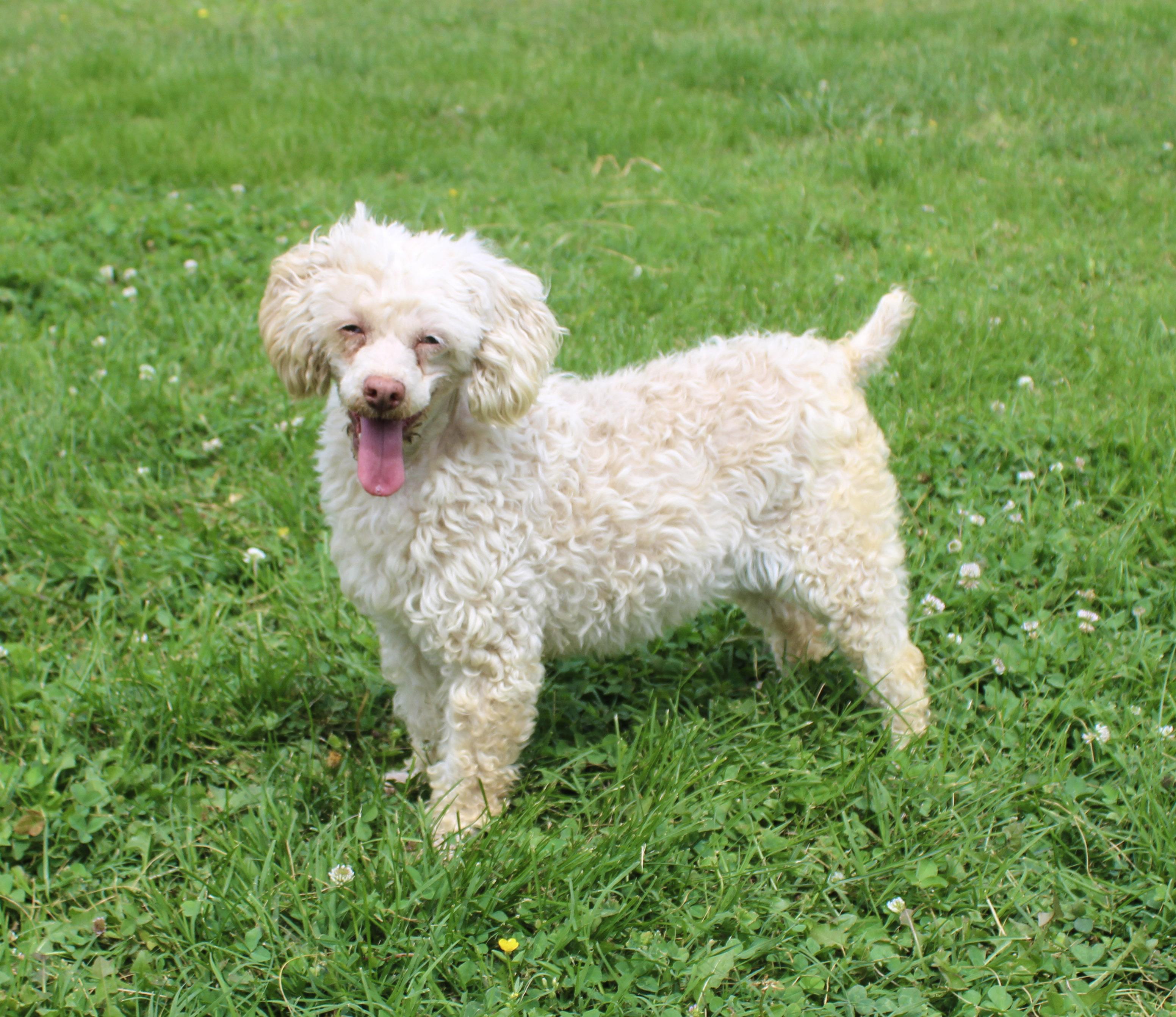 Riley, ADOPTABLE, Adult Female Miniature Poodle.