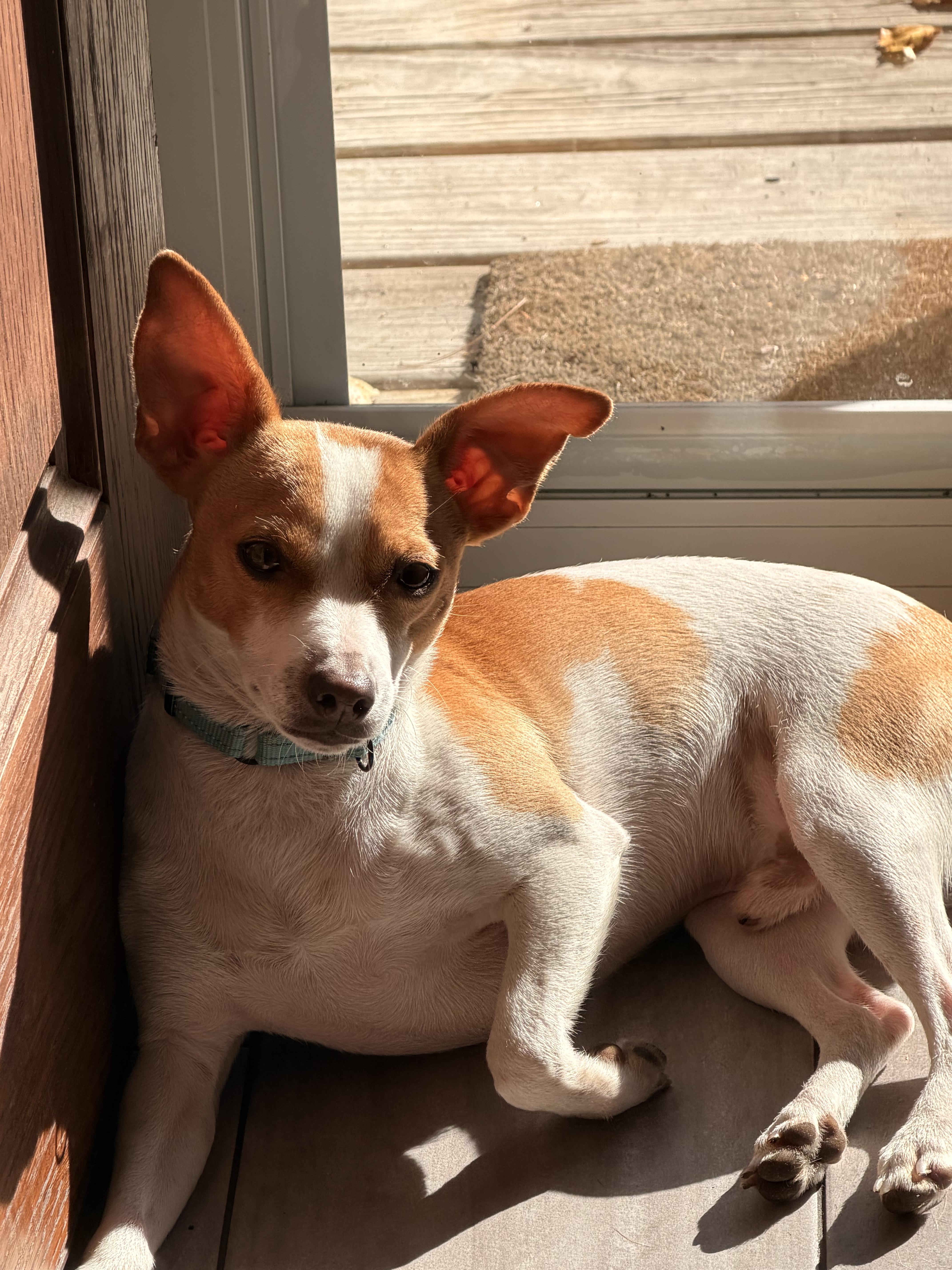 Enlarge JACK, a Adopted mixed breed in Boston, MA image 6/6