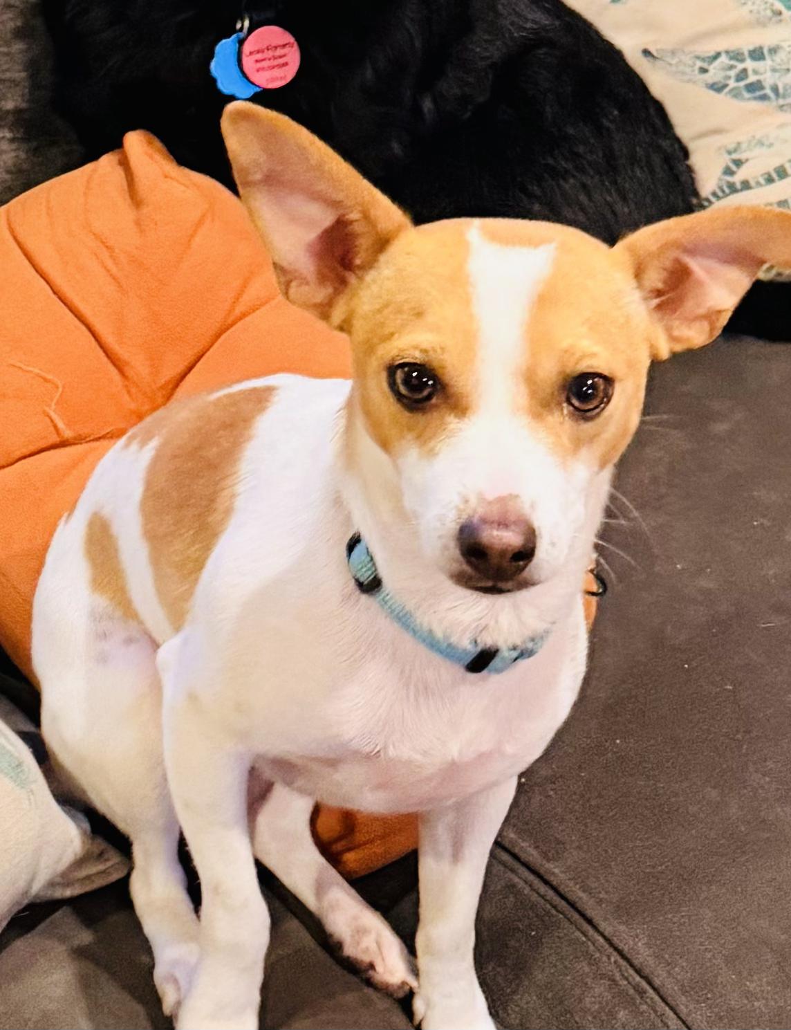 JACK, Adopted, Young Male Chihuahua & Jack Russell Terrier.