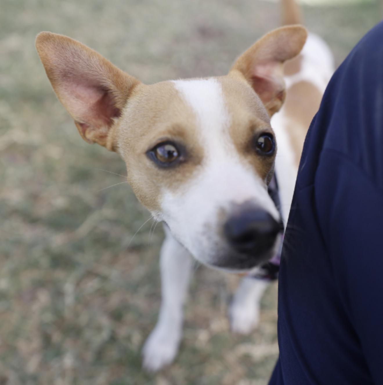 Enlarge JACK, a Adopted mixed breed in Boston, MA image 5/6