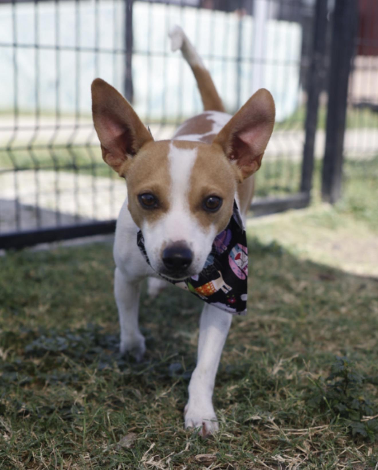 Enlarge JACK, a Adopted mixed breed in Boston, MA image 4/6