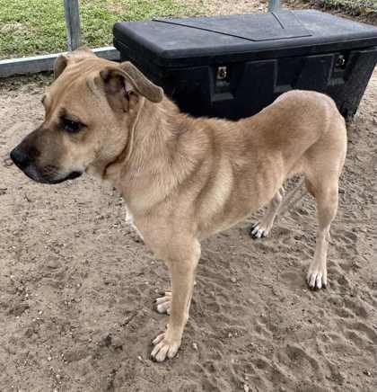 Maya Tuck, a Adoptable mixed breed in Inverness, FL image 1/3