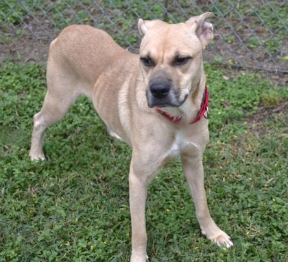 Maya Tuck, a Adoptable mixed breed in Inverness, FL image 2/3