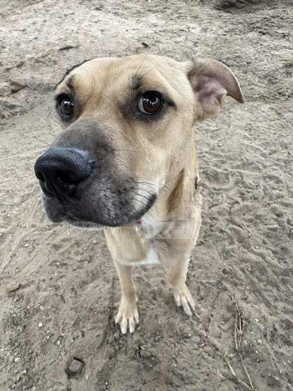 Maya Tuck, a Adoptable mixed breed in Inverness, FL image 3/3