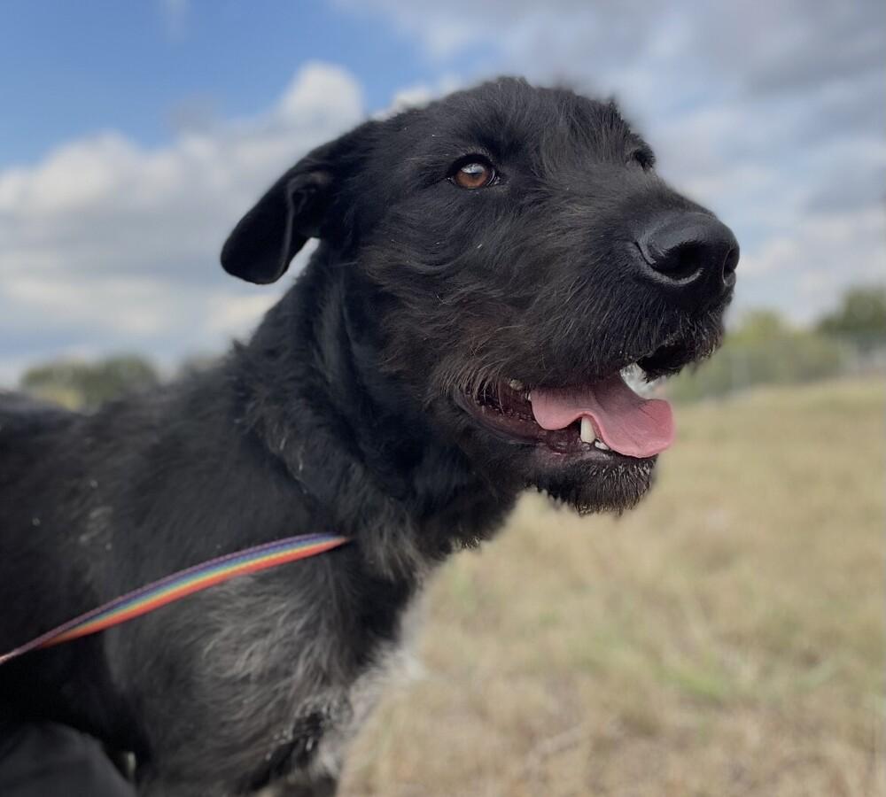 Turkey Lurkey thumbnail 2