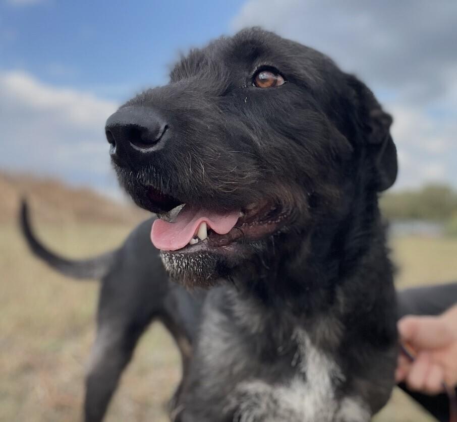 Turkey Lurkey thumbnail 3