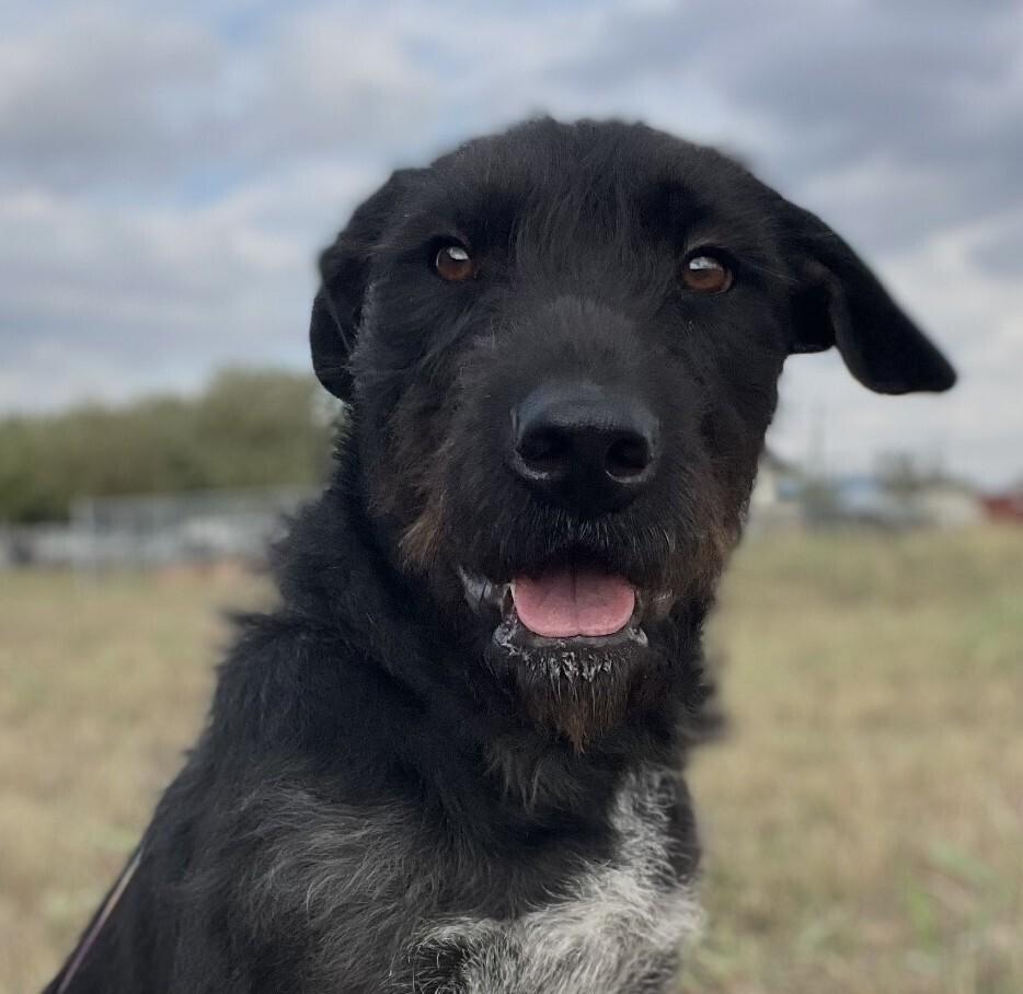 Turkey Lurkey thumbnail 4