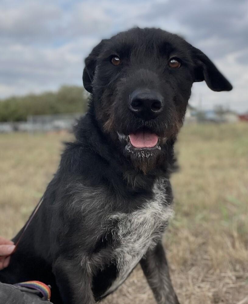 Turkey Lurkey thumbnail 5