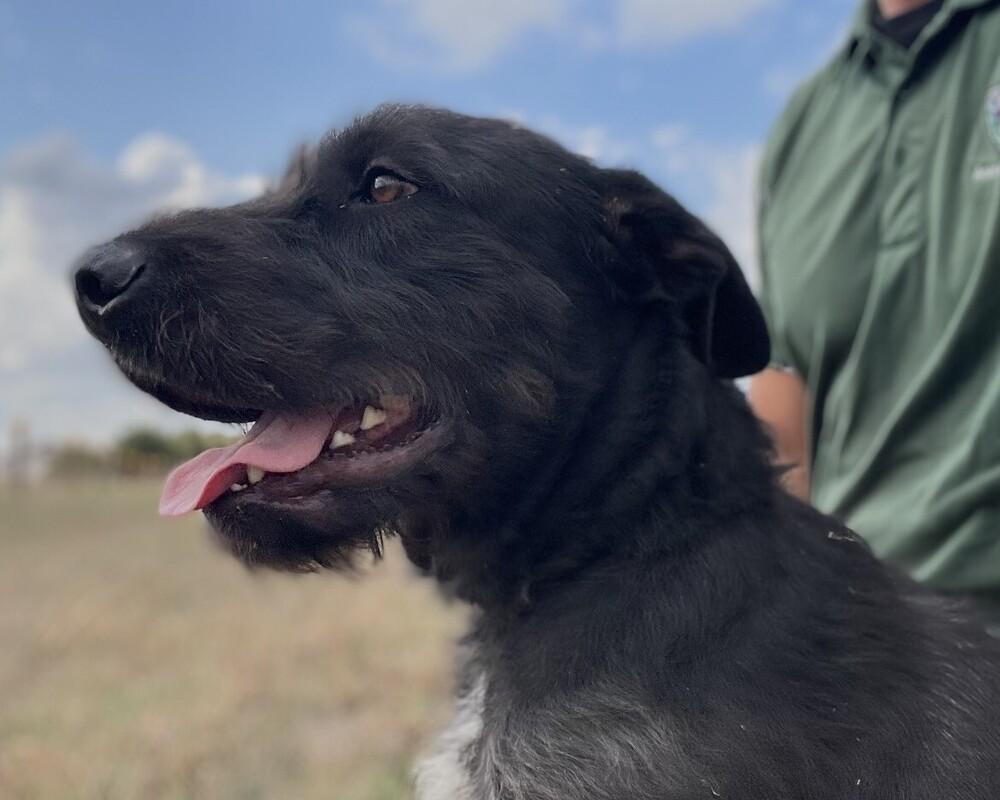 Turkey Lurkey thumbnail 6