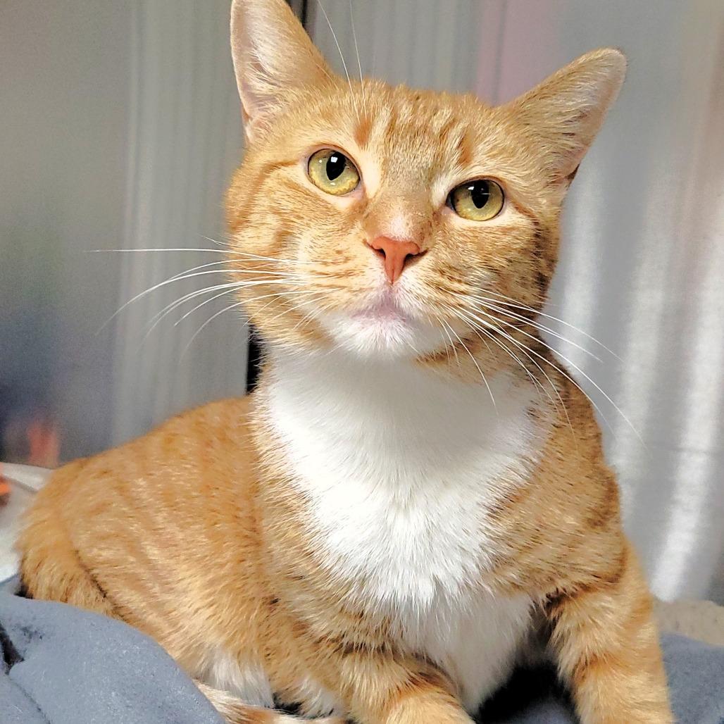 Sally, Adoptable, Adult Female Domestic Short Hair.