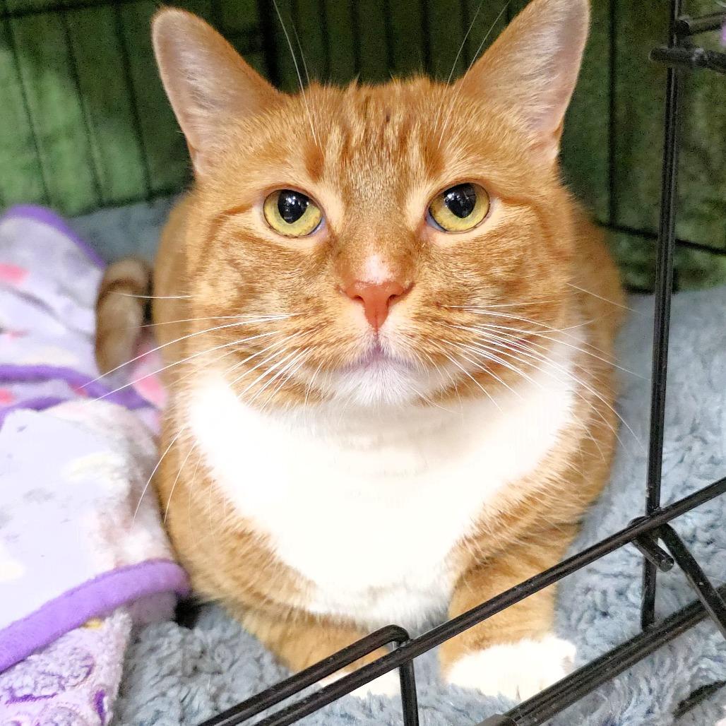 Sally, a Adoptable Domestic Short Hair in Michigan City, IN image 4/5