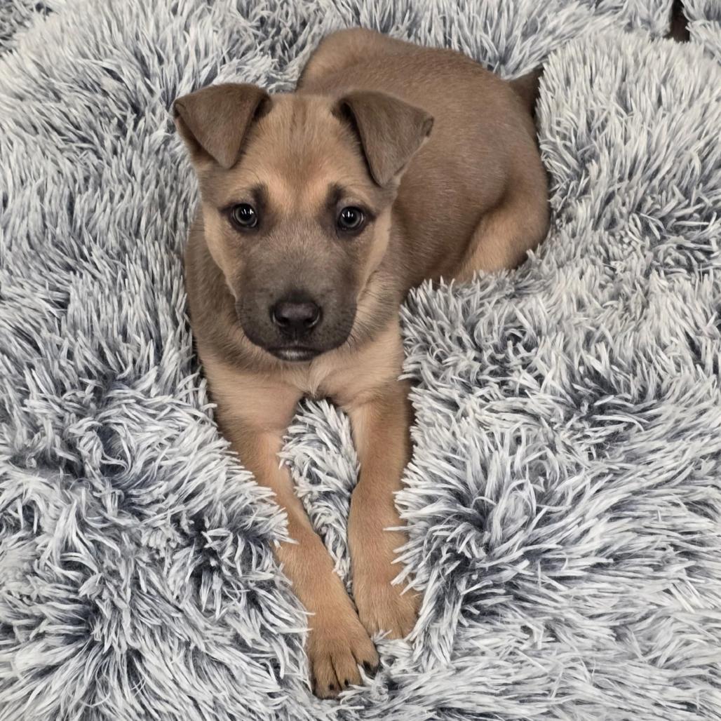 Enlarge Penny, a Adoptable Mixed Breed in Hinsdale, IL image 1/1