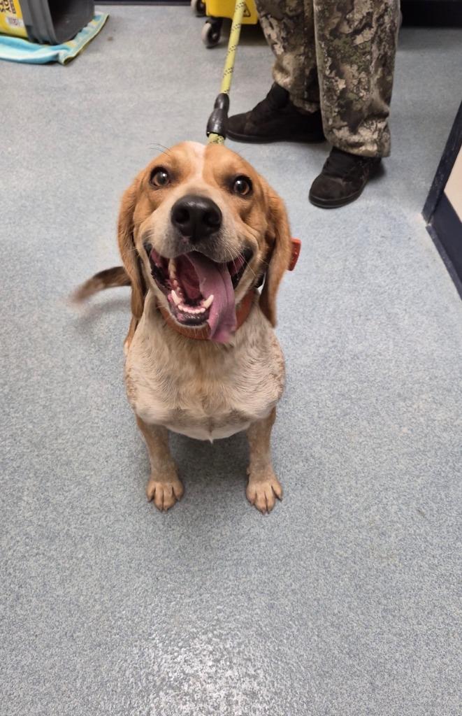 Benji, Adoptable, Adult Male Beagle.