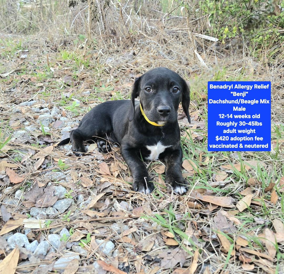 Enlarge Benadryl Allergy Relief "Benji", an adopted mixed breed in Oviedo, FL image 2/2