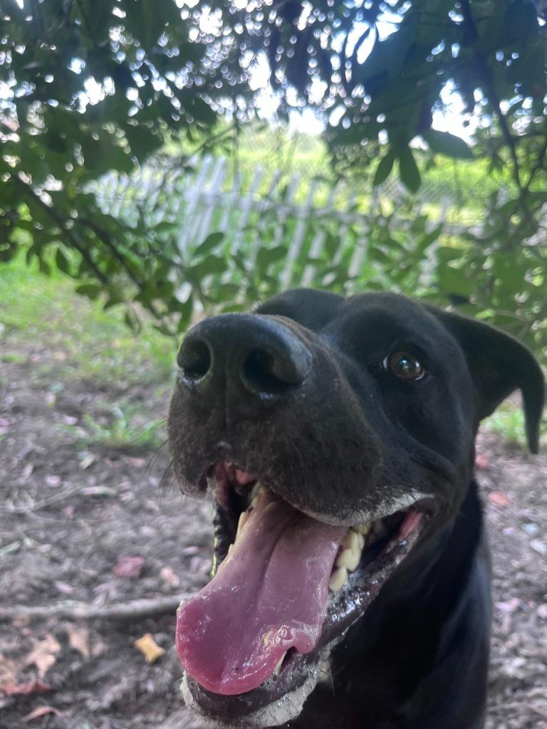 Enlarge Desoto, a Adoptable mixed breed in Sorrento, LA image 1/6