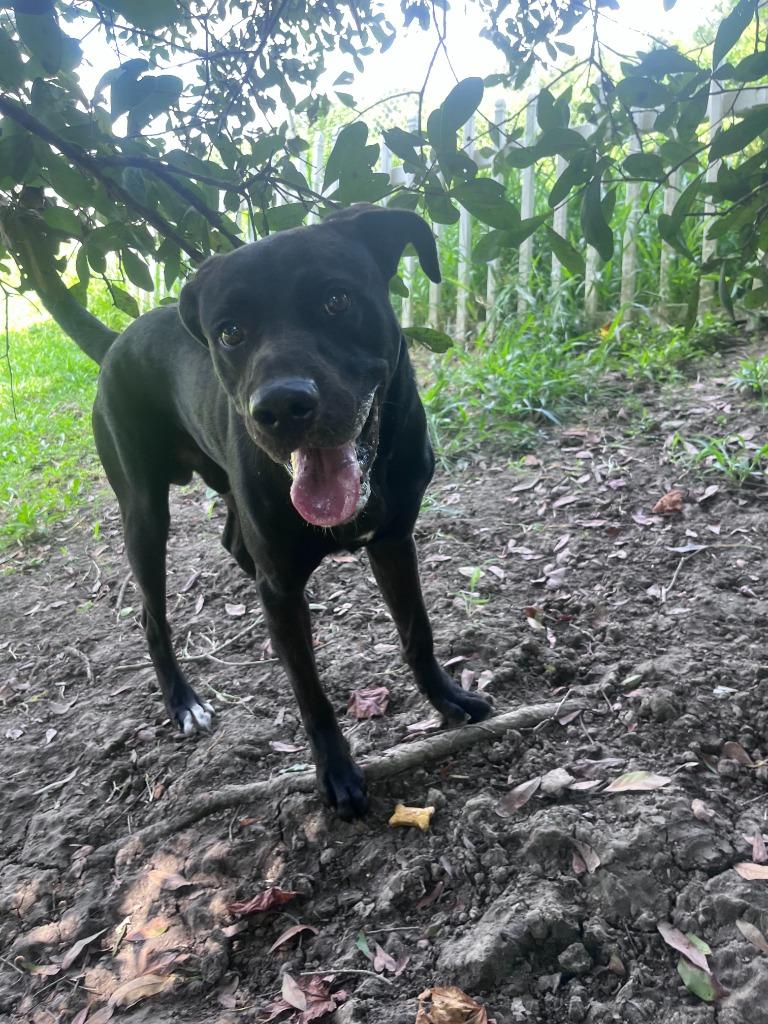 Enlarge Desoto, a Adoptable mixed breed in Sorrento, LA image 2/6