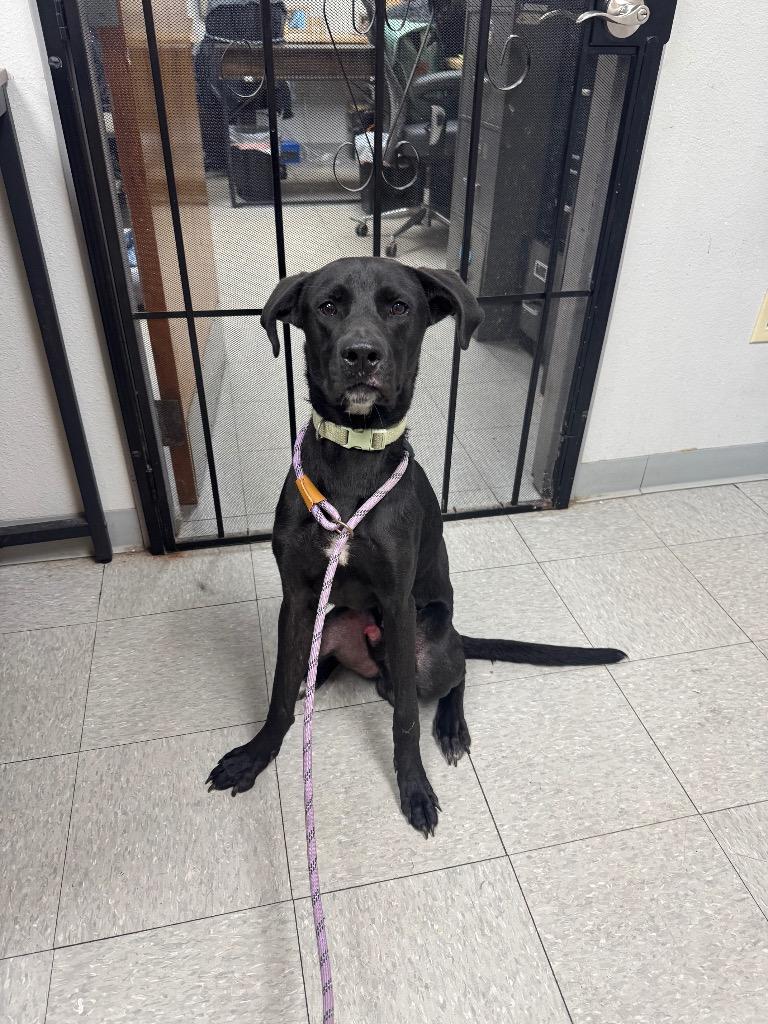 Enlarge Desoto, a Adoptable mixed breed in Sorrento, LA image 3/6
