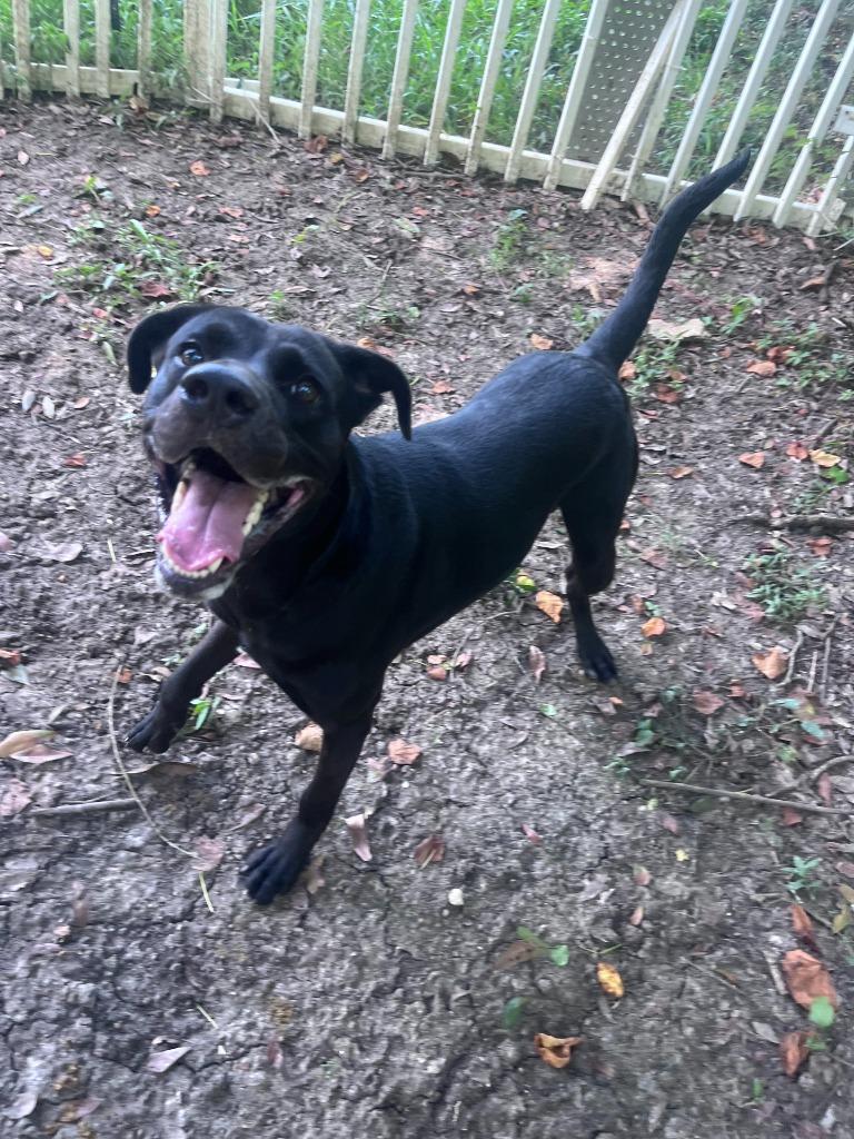 Enlarge Desoto, a Adoptable mixed breed in Sorrento, LA image 4/6