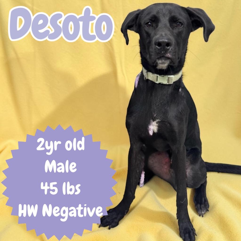 Enlarge Desoto, a Adoptable mixed breed in Sorrento, LA image 5/6