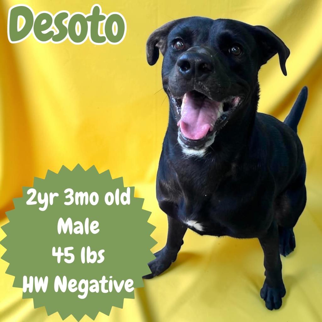 Enlarge Desoto, a Adoptable mixed breed in Sorrento, LA image 6/6