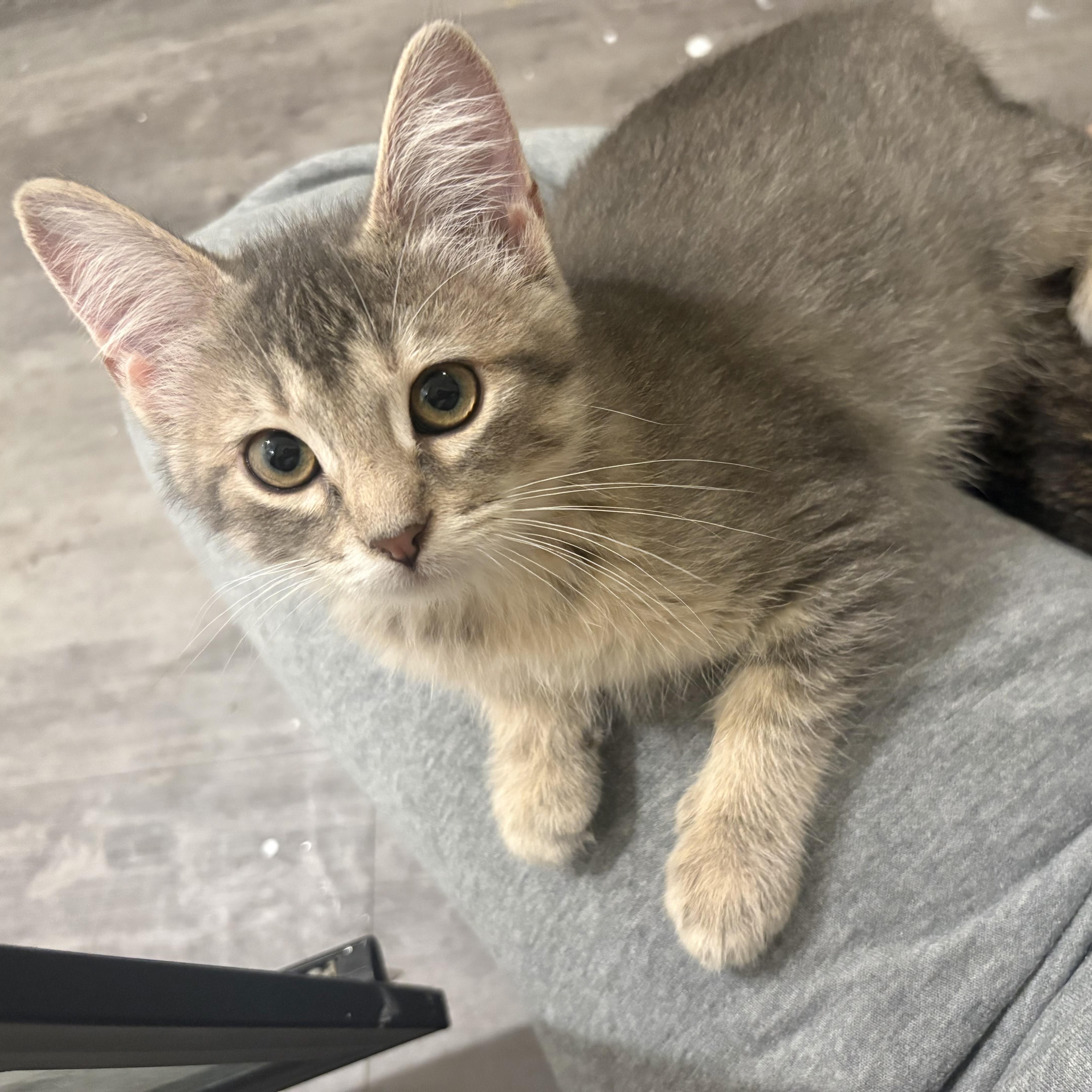 Enlarge Dolly, a Adoptable mixed breed in Omaha, NE image 5/6