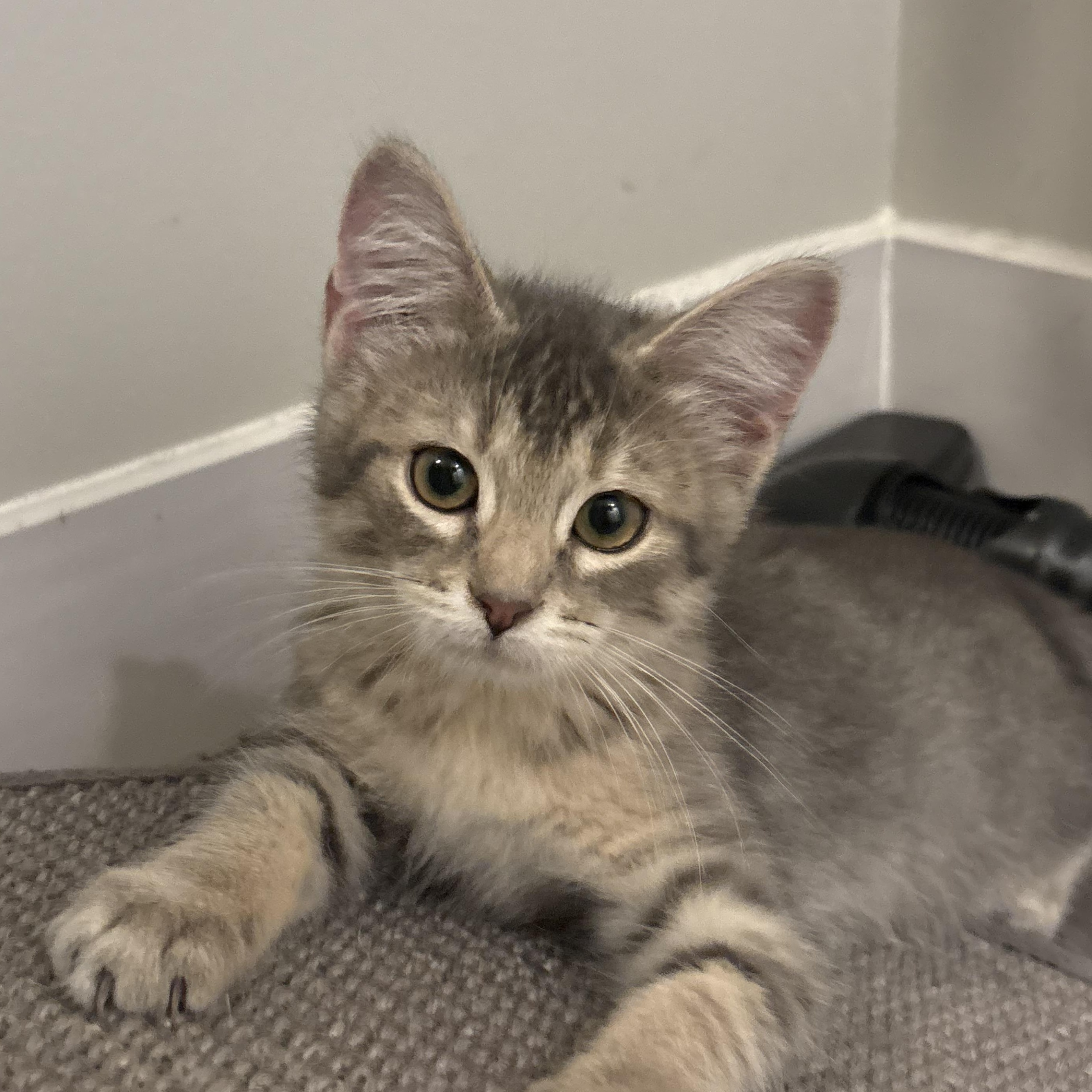 Enlarge Dolly, a Adoptable mixed breed in Omaha, NE image 4/6