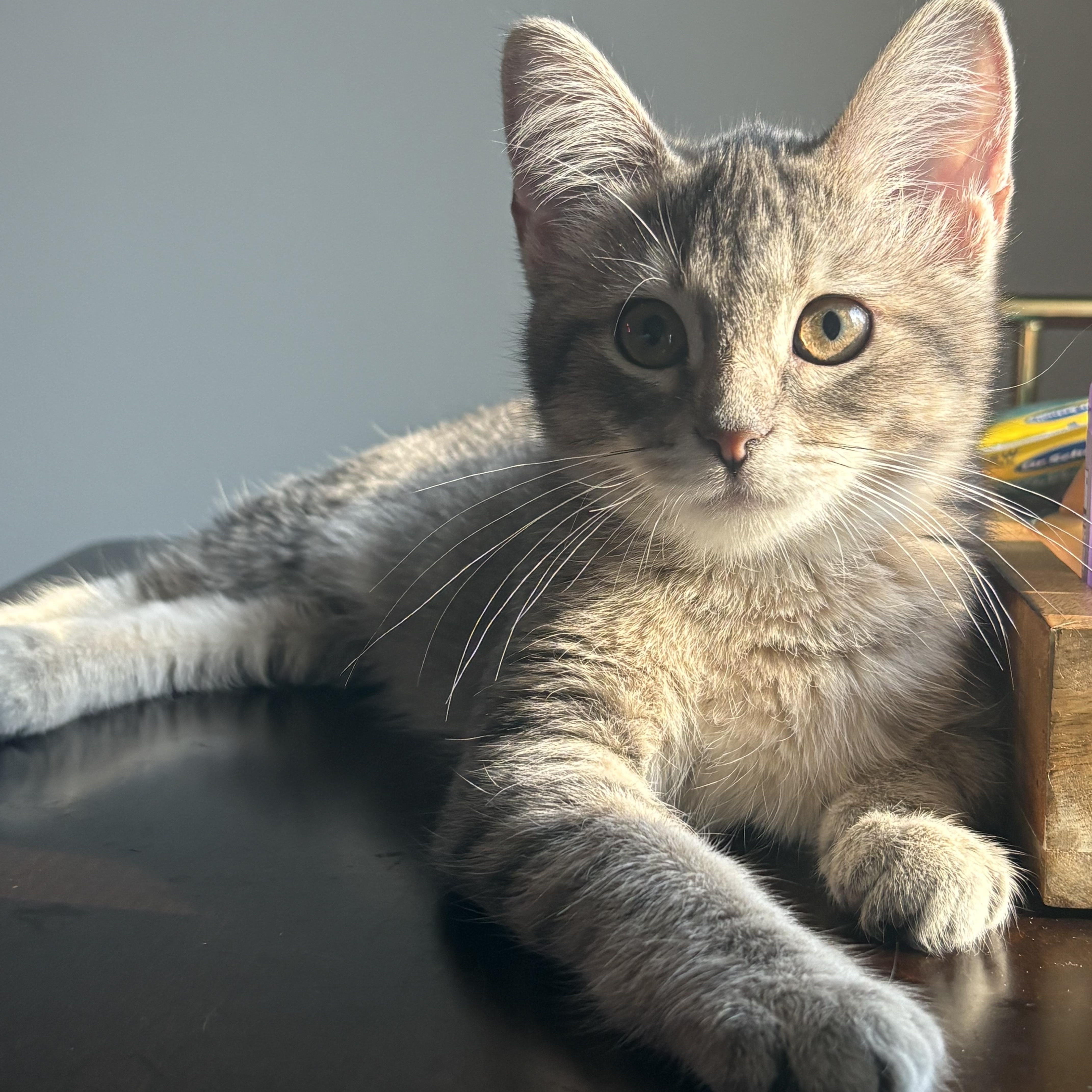 Dolly, Adoptable, Kitten Female Domestic Short Hair & Tabby.