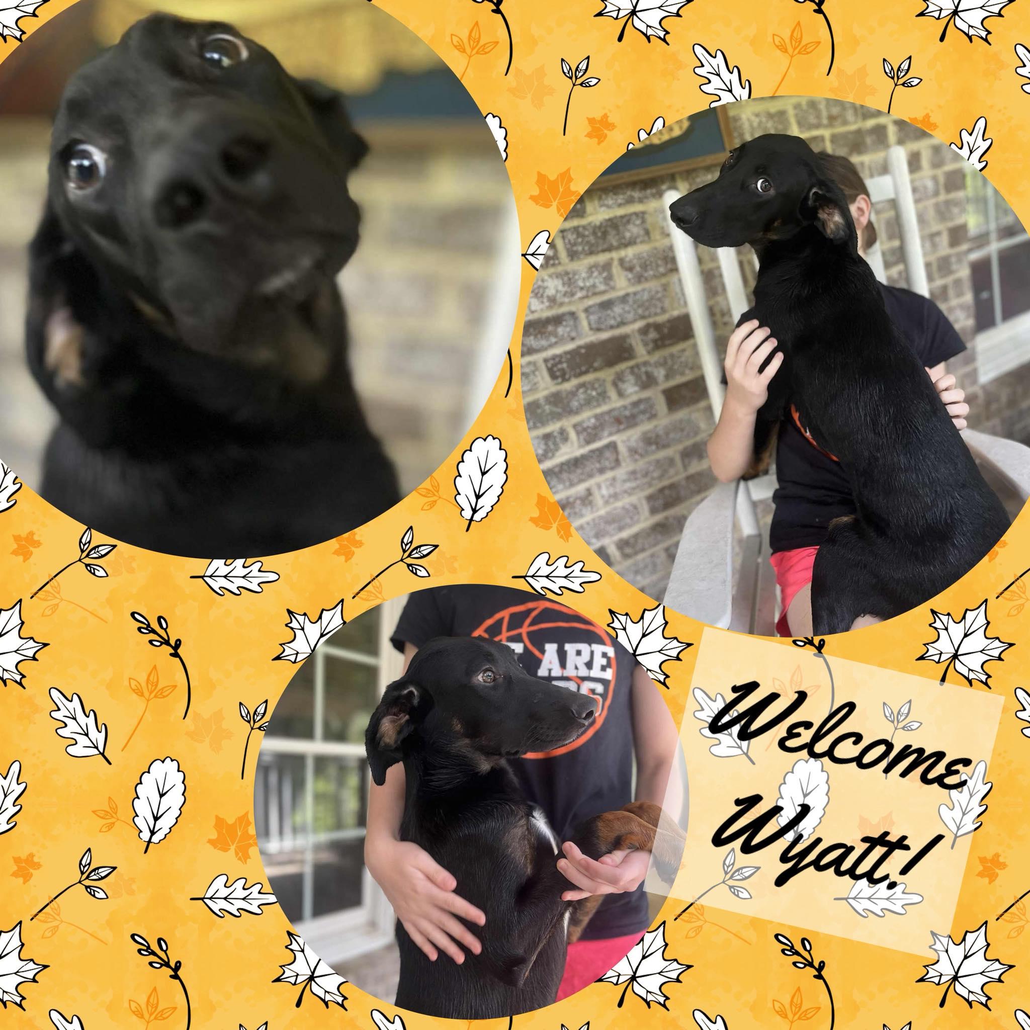 Enlarge Wyatt, a Adoptable mixed breed in Lebanon, OH image 2/2