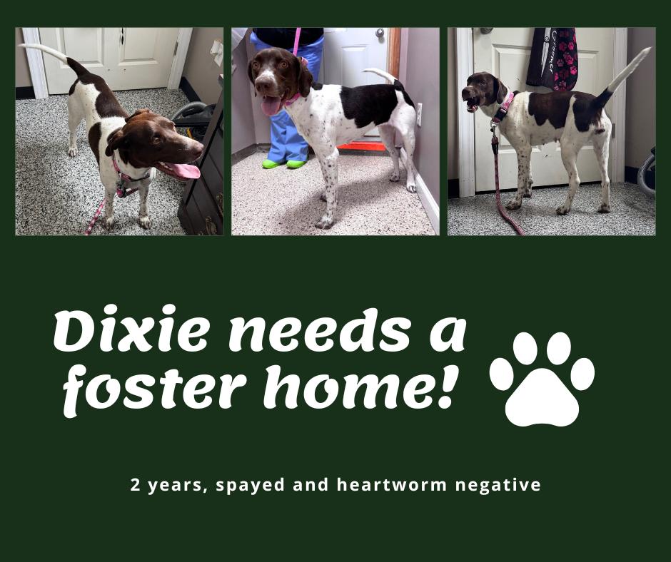 Needs Foster Dixie (IN), ADOPTABLE, Adult Female English Pointer.