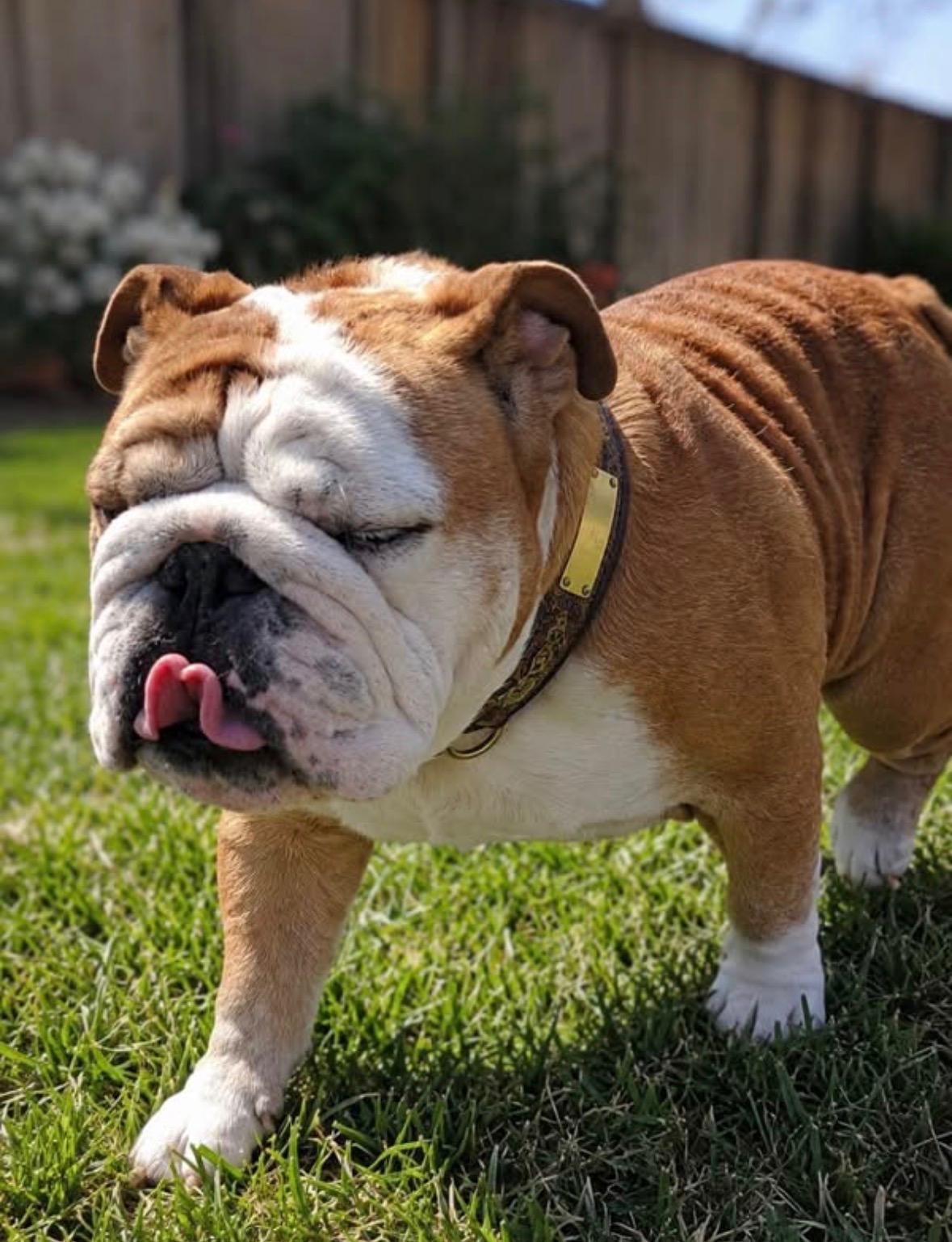 King Draco, adopted, Young Male English Bulldog.