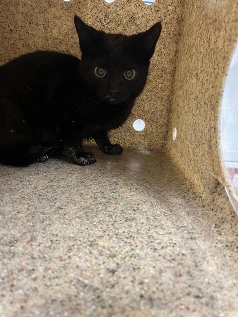 Enlarge PRINGLES, a Adoptable Domestic Short Hair in Lincolnton, NC image 1/1