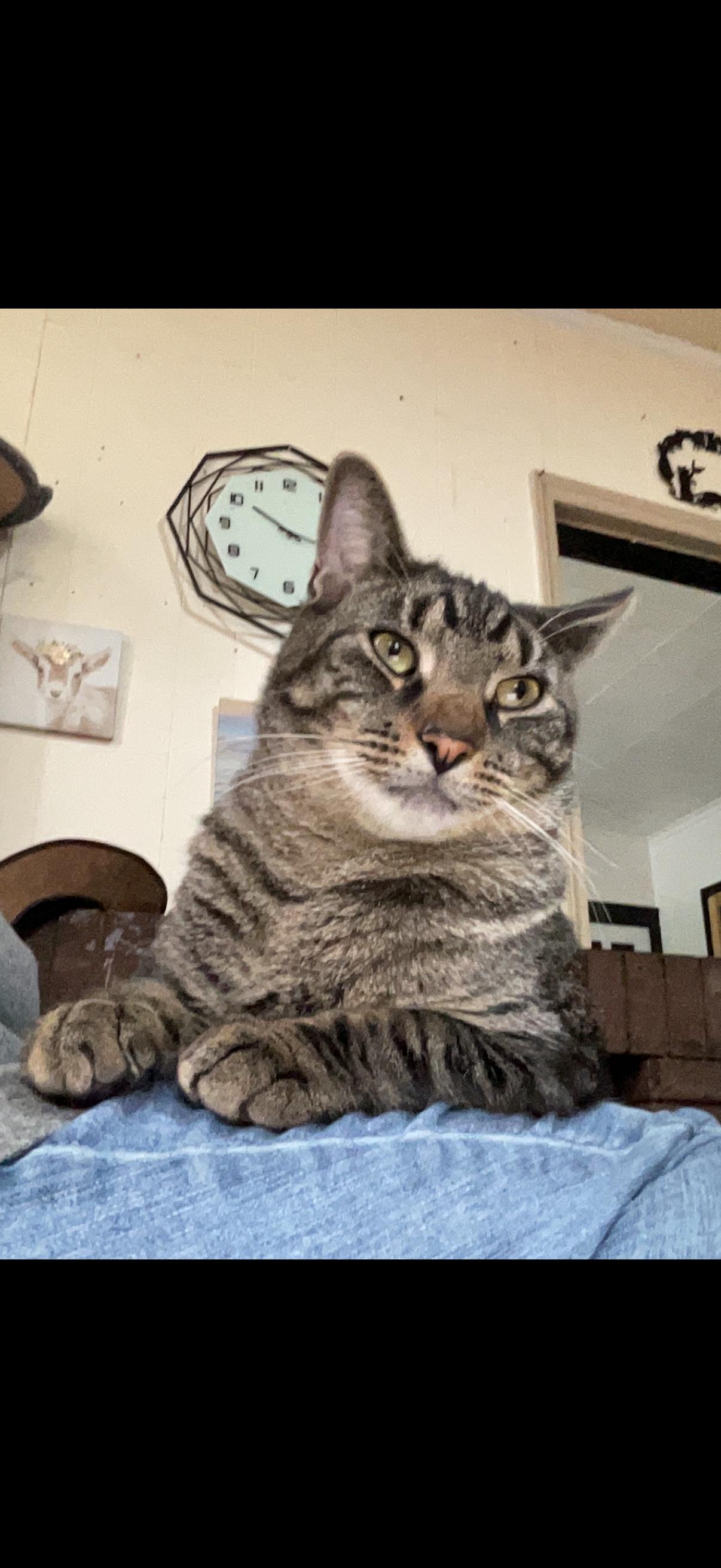 bucky, a ADOPTABLE American Shorthair in Johnstown, NY image 3/3