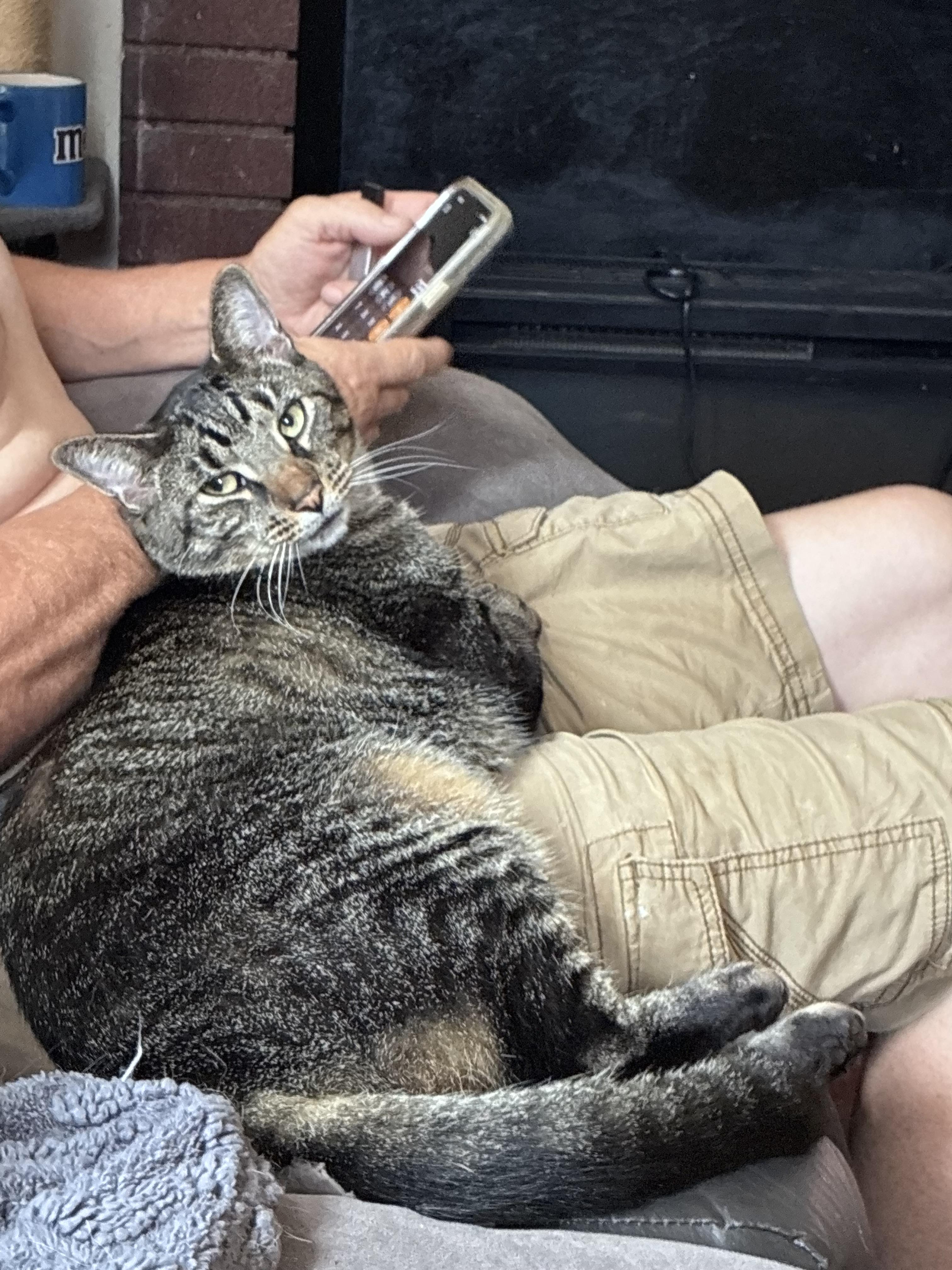 bucky, a ADOPTABLE American Shorthair in Johnstown, NY image 2/3