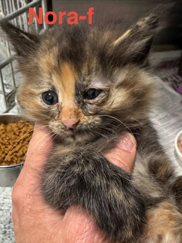Nora 26, Adoptable, Kitten Female Tortoiseshell & Domestic Long Hair.