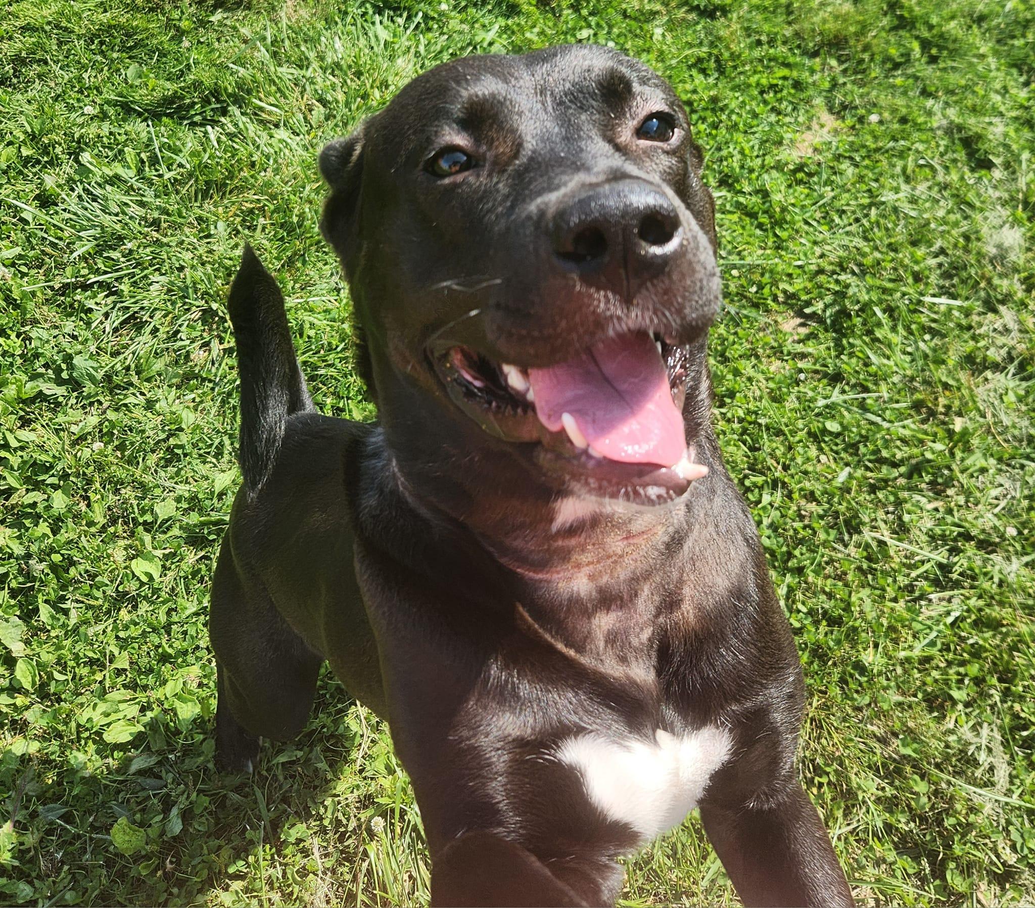 STEWIE- Needs a foster/forever home!