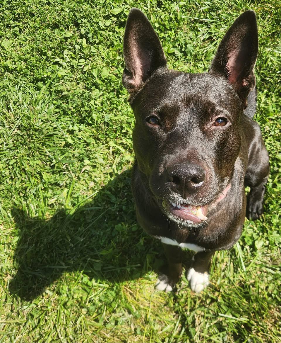 STEWIE- Needs a foster/forever home! — thumbnail 2