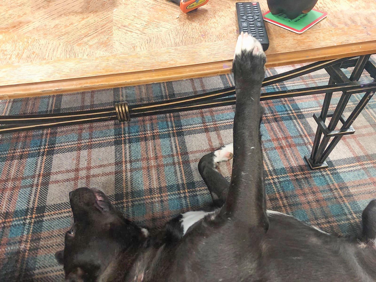 STEWIE- Needs a foster/forever home! — thumbnail 3