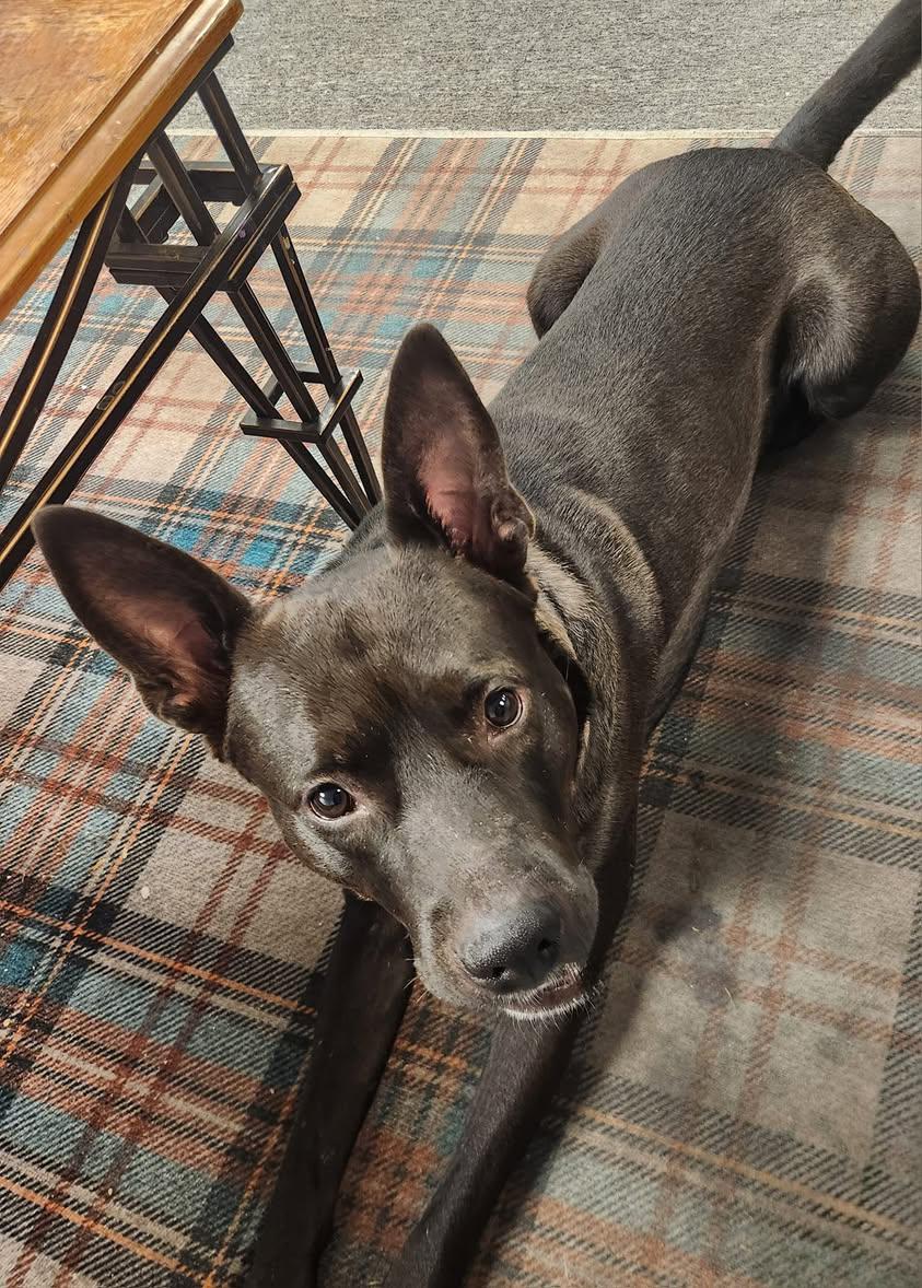 STEWIE- Needs a foster/forever home! — thumbnail 4