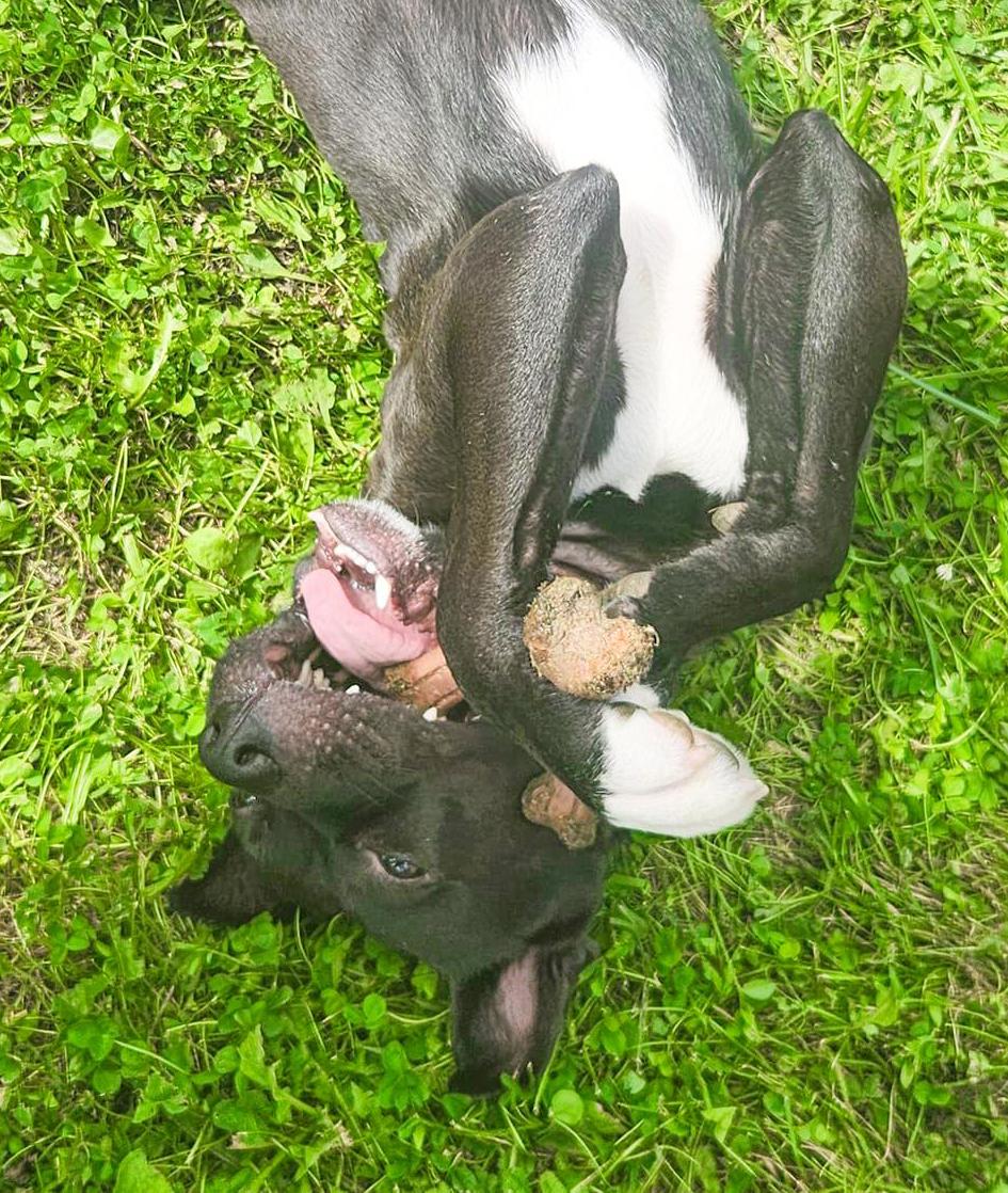 STEWIE- Needs a foster/forever home! — thumbnail 5