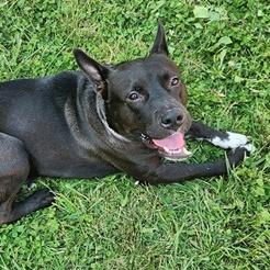 STEWIE- Needs a foster/forever home! — thumbnail 6