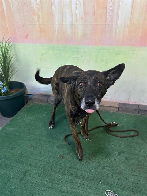 Enlarge HONEY, a Adoptable mixed breed in Baldwin Park, CA image 1/2